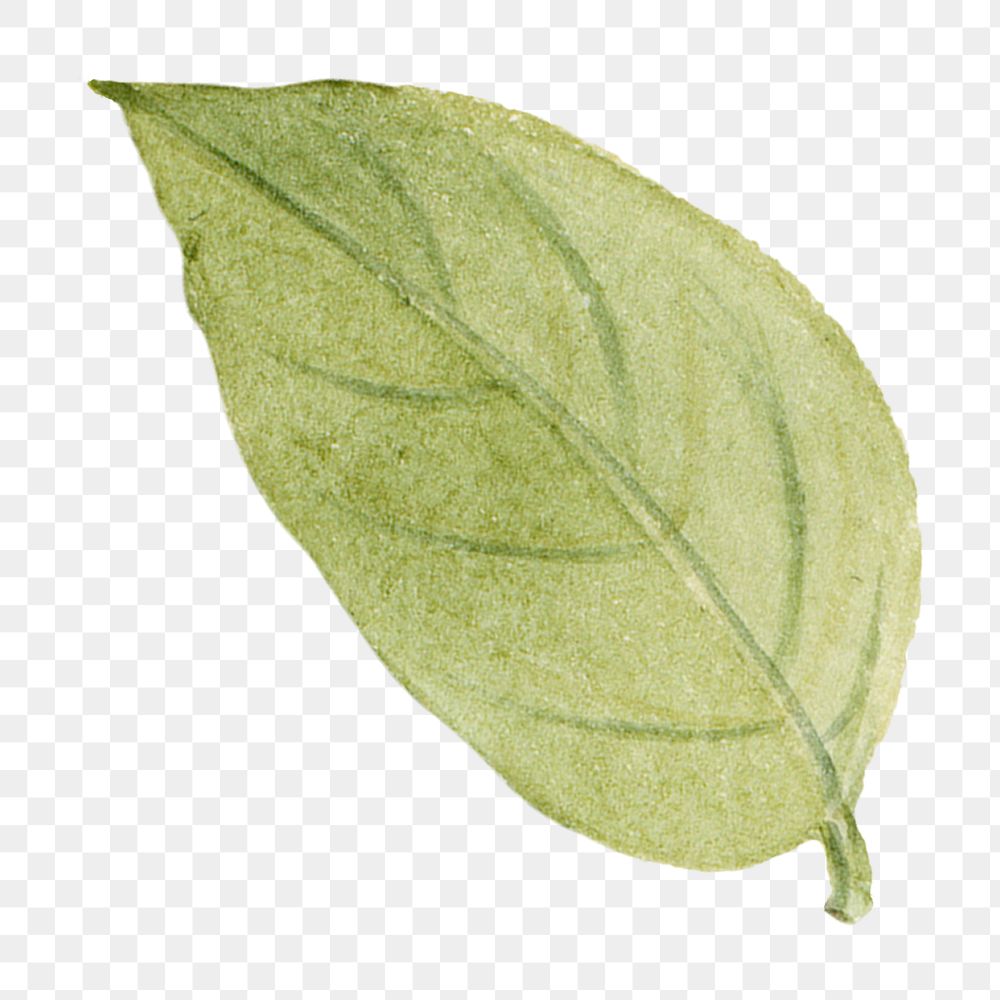 Green leaf png watercolor stewartia green sticker, transparent background