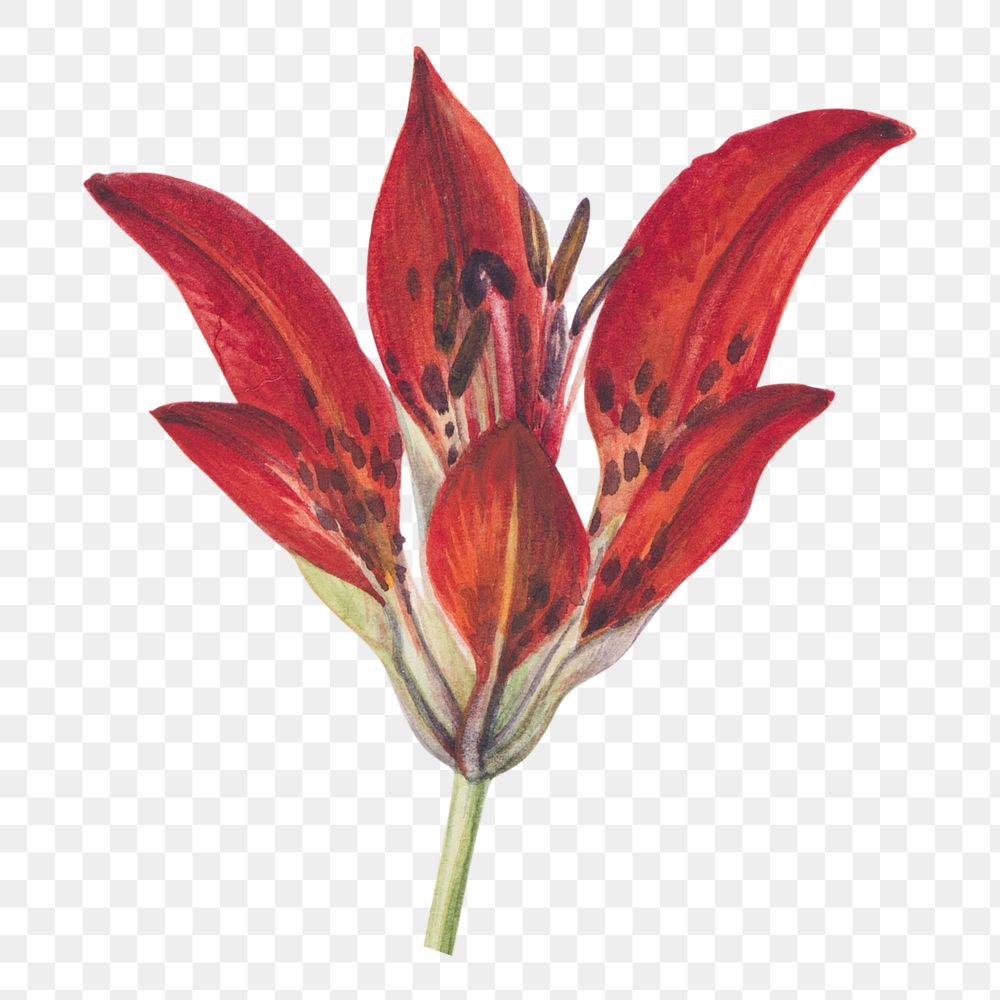 Red lily png watercolor botanical sticker, transparent background