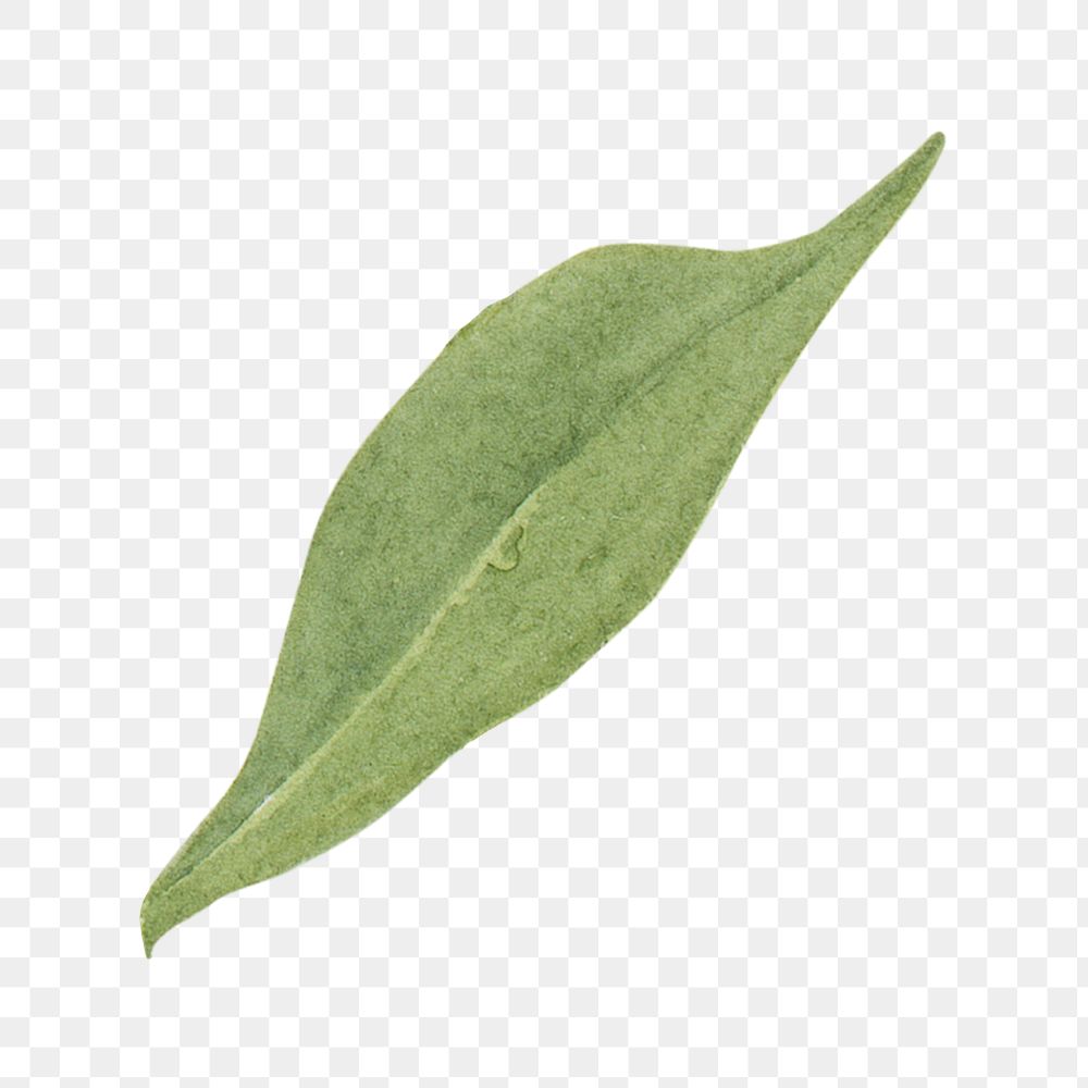 Green leaf png watercolor botanical sticker, transparent background