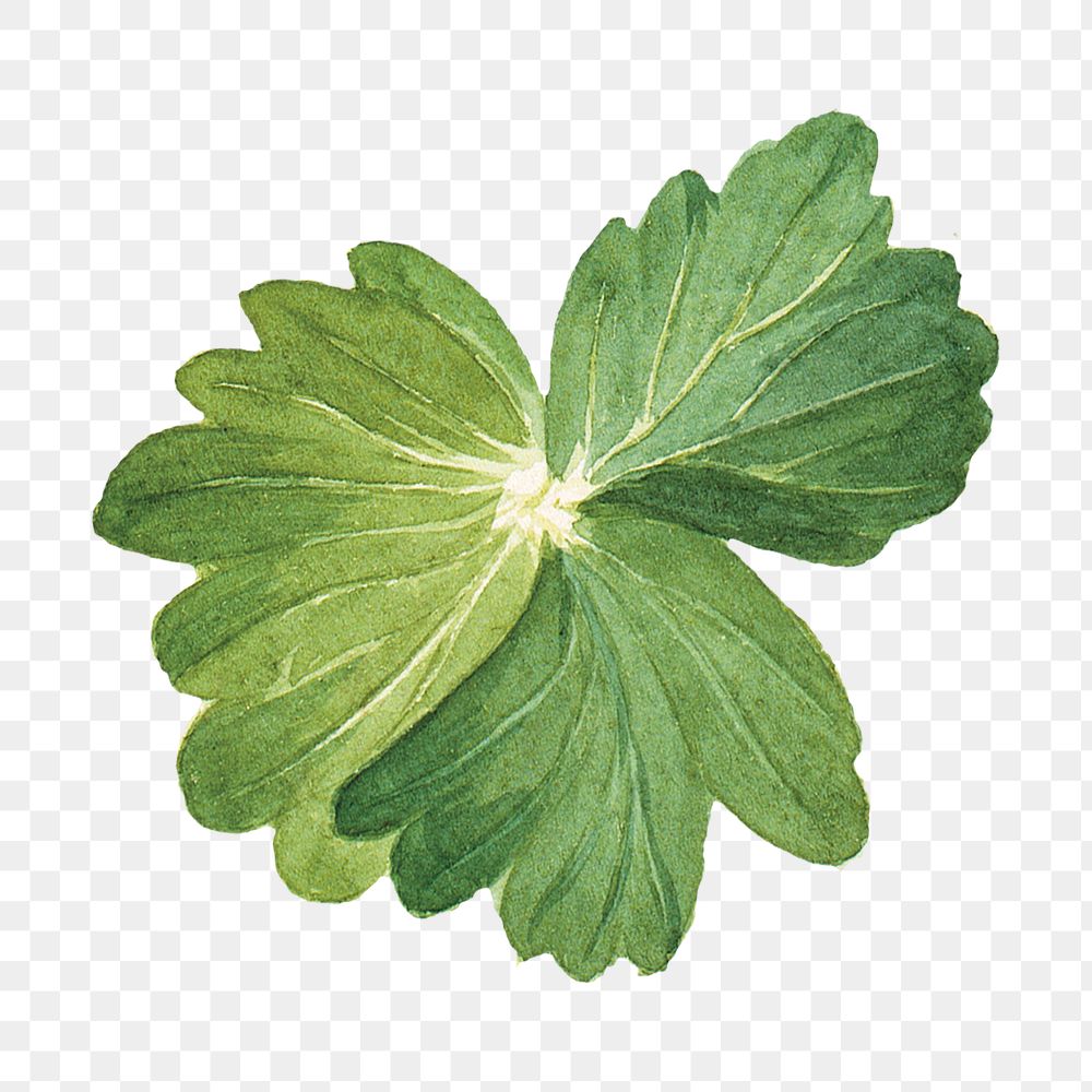 Lemon columbine leaf png botanical sticker, transparent background