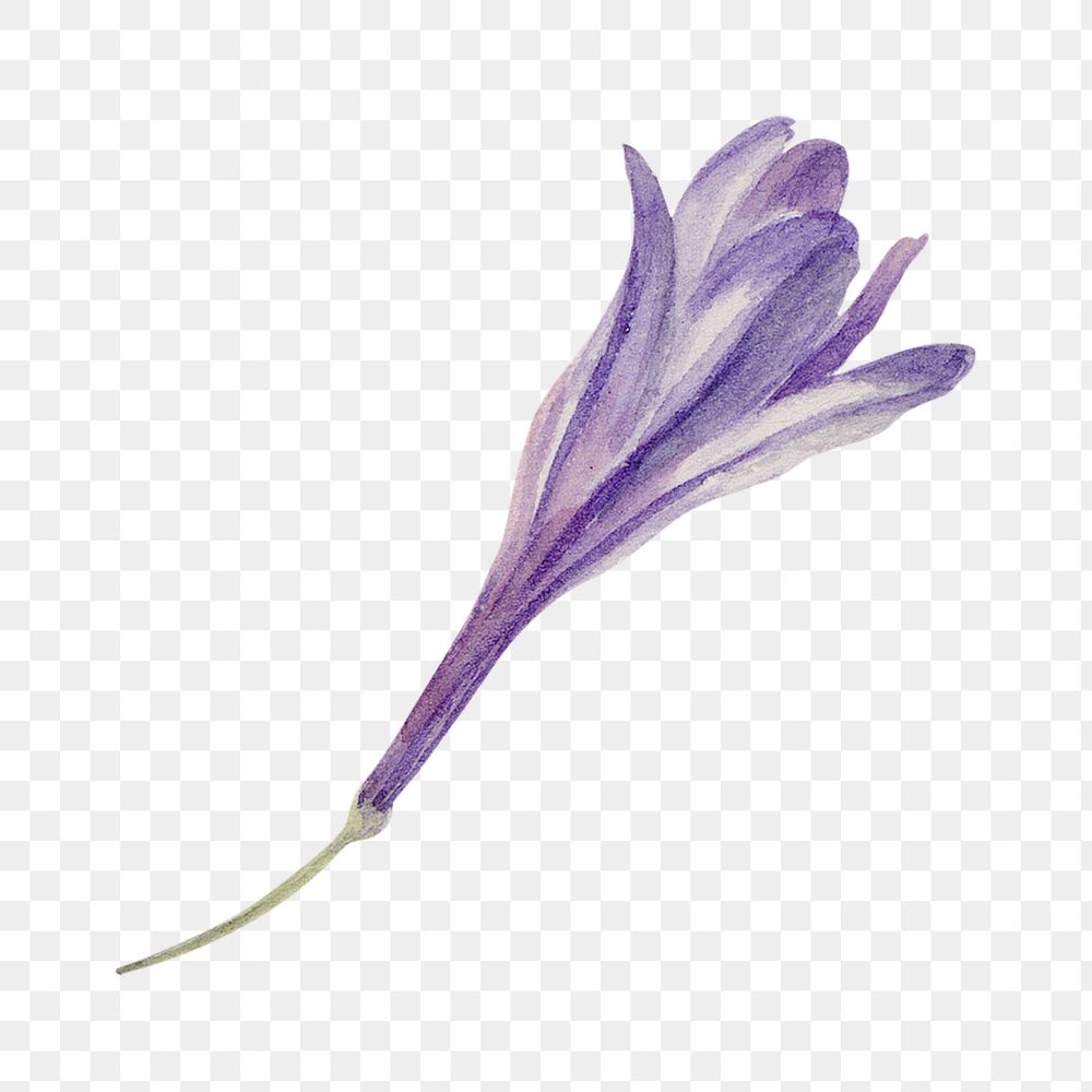 PNG purple grass nut flower sticker, transparent background
