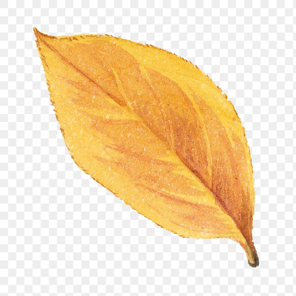Yellow leaf png vintage Autumn botanical sticker, transparent background