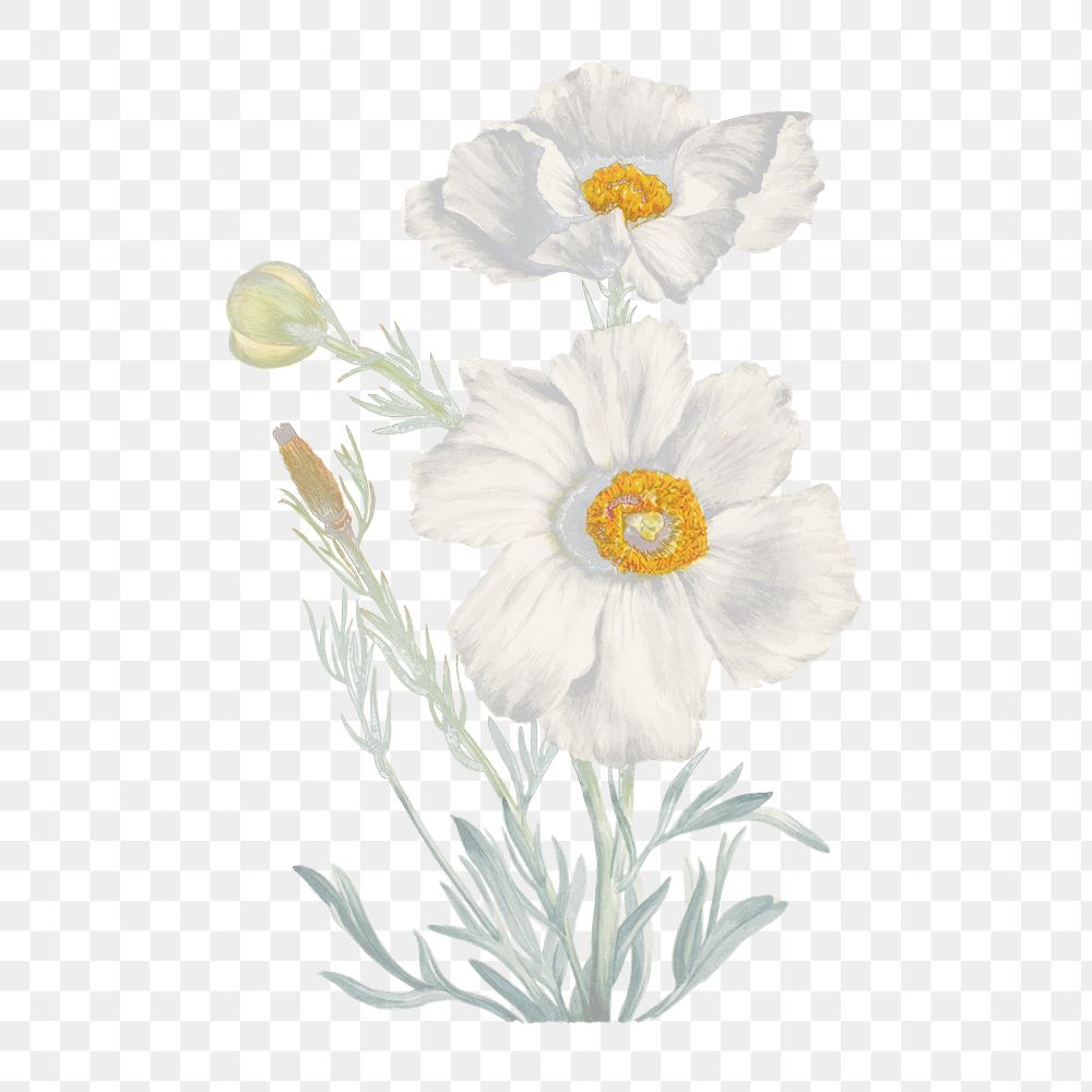 White flower png vintage matilija poppy sticker, transparent background