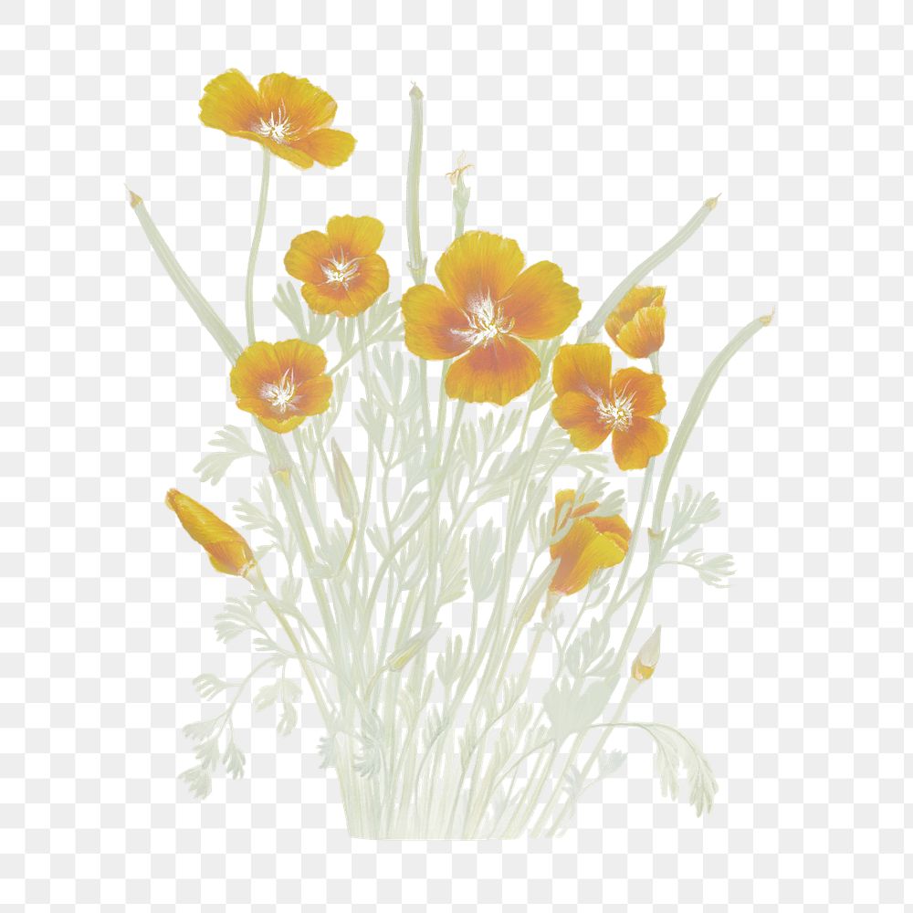 Yellow flower, png Vintage Mexican poppy sticker, transparent background