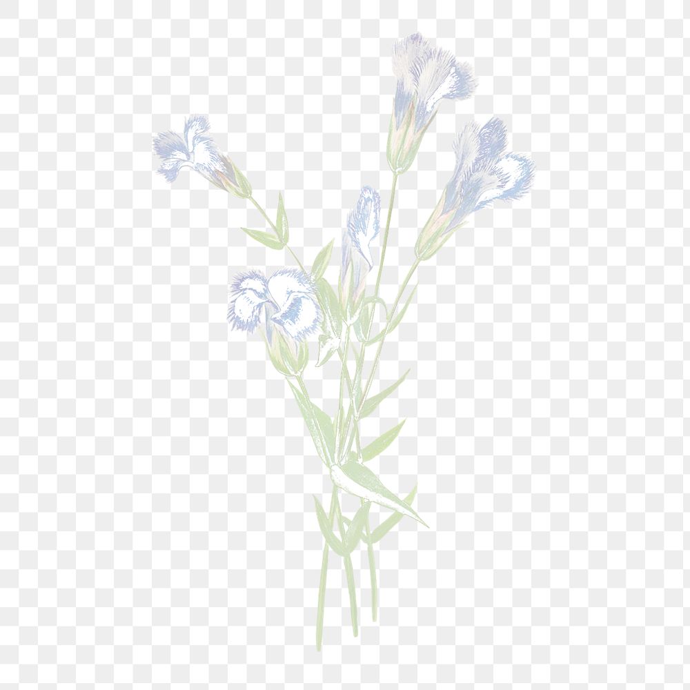 Blue flower png vintage fringed gentian sticker, transparent background
