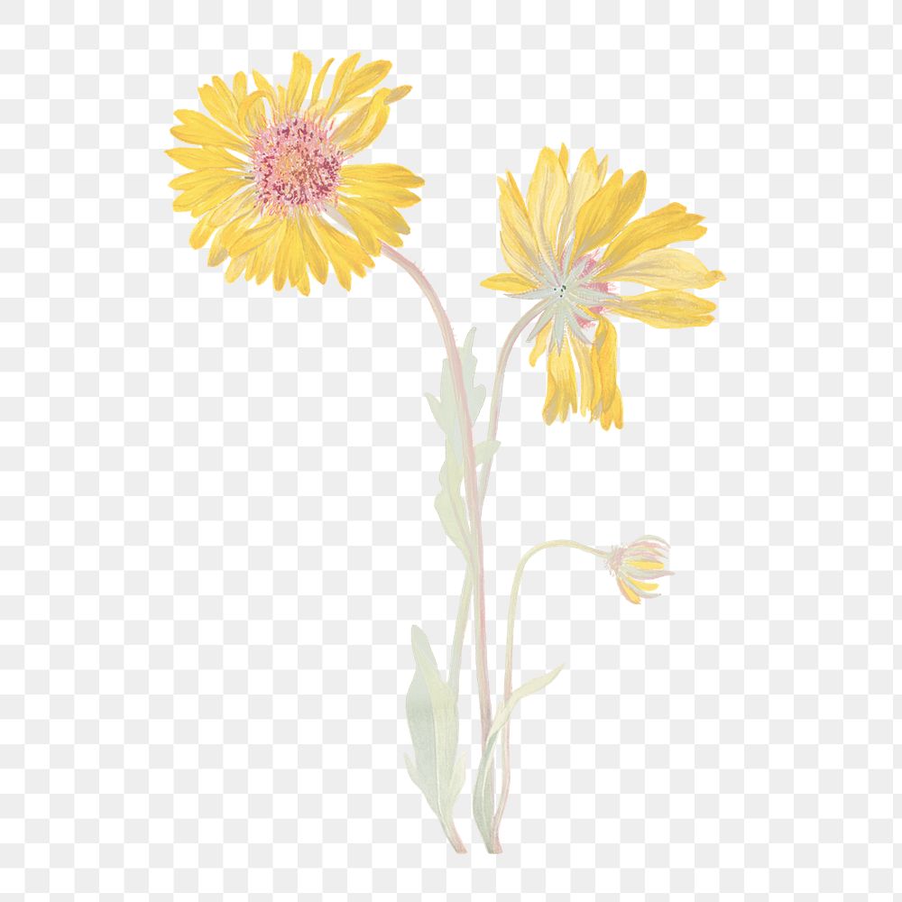 Perennial gaillardia png vintage yellow flower sticker, transparent background