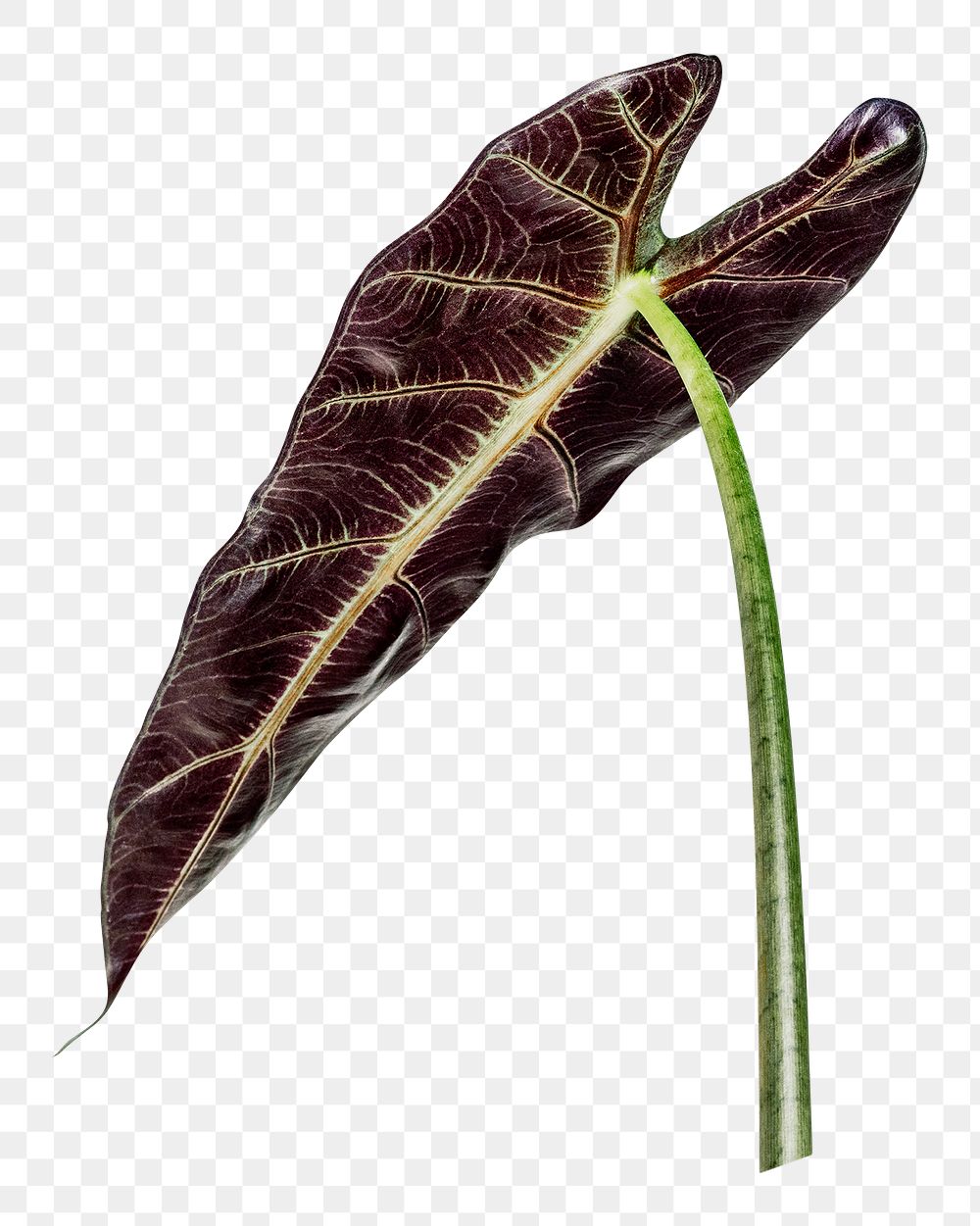 Tropical Alocasia leaf png sticker, botanical, transparent background