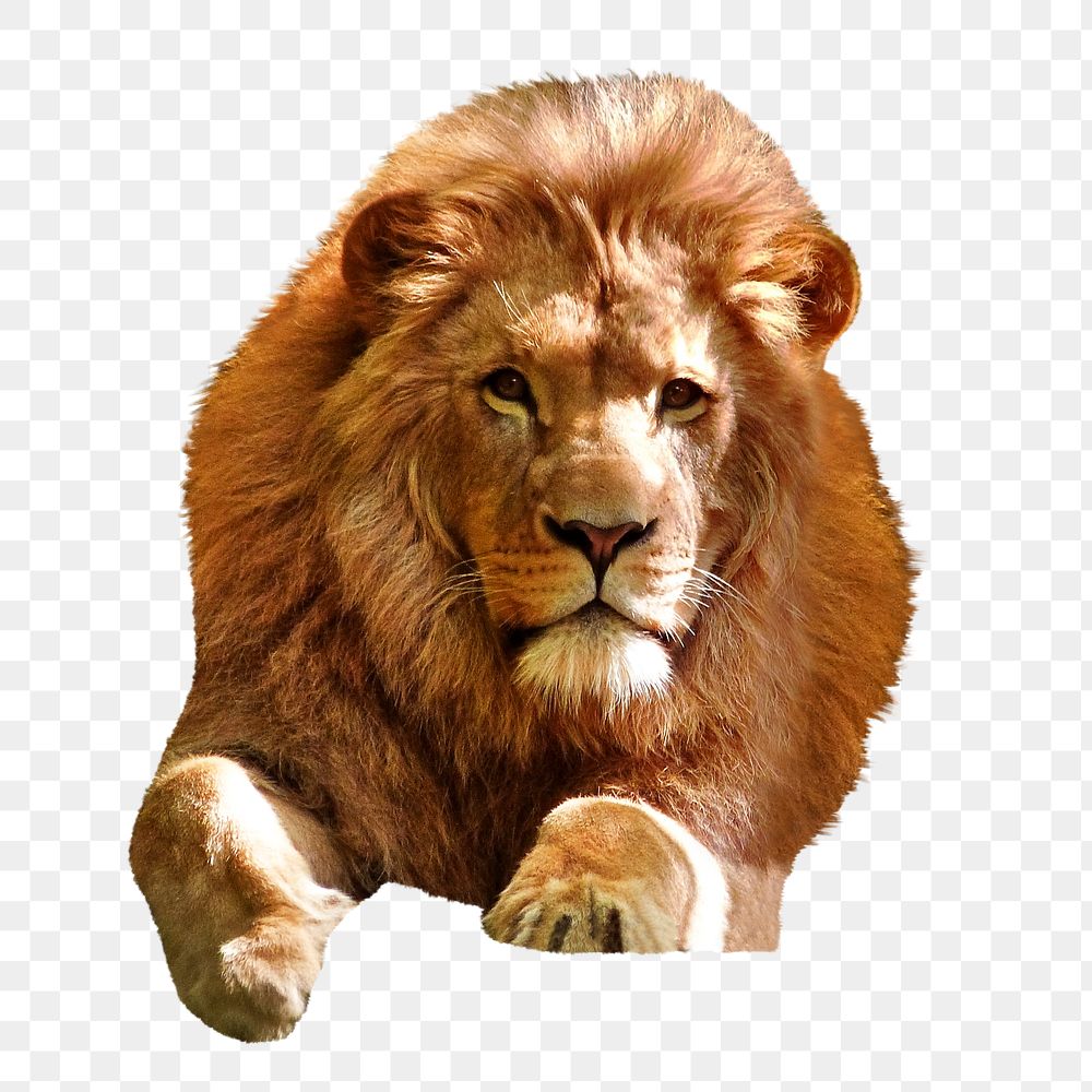 Lion portrait portrait png sticker, transparent background