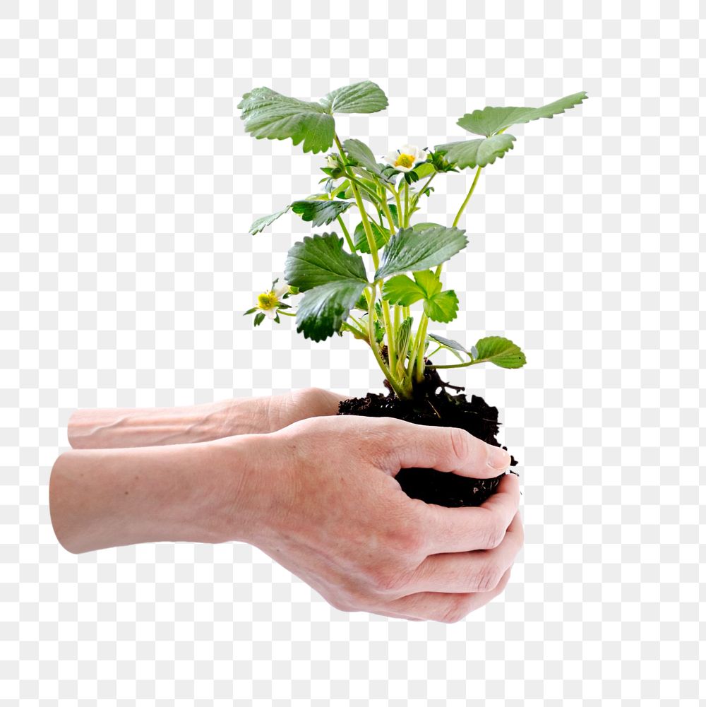 Hands cupping plant png, transparent background