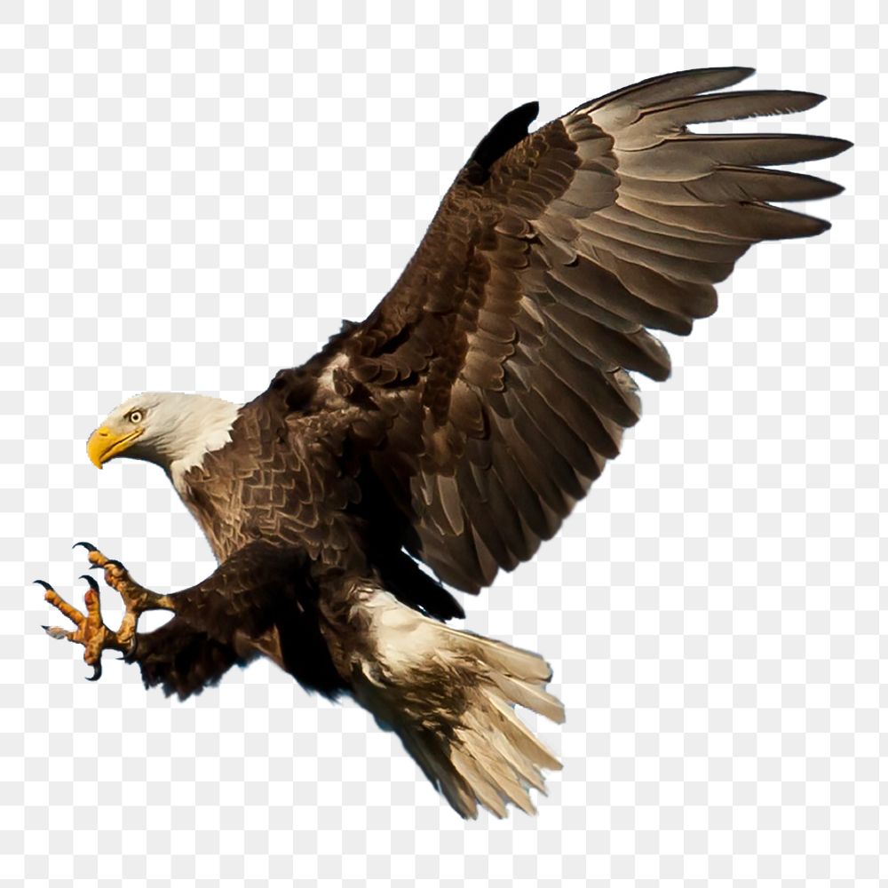 Flying eagle png bird png sticker, transparent background