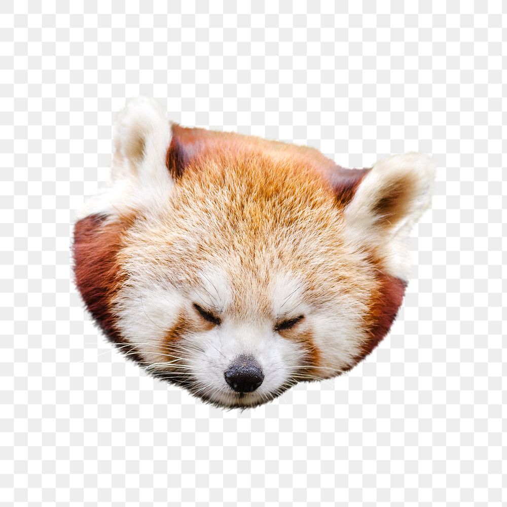 Red panda png sticker, animal transparent background