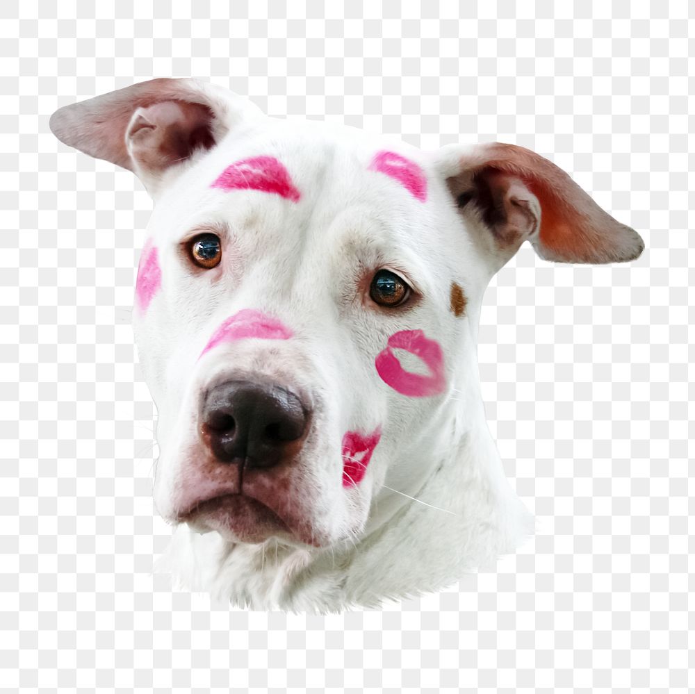 Pitbull dog with kisses png, transparent background
