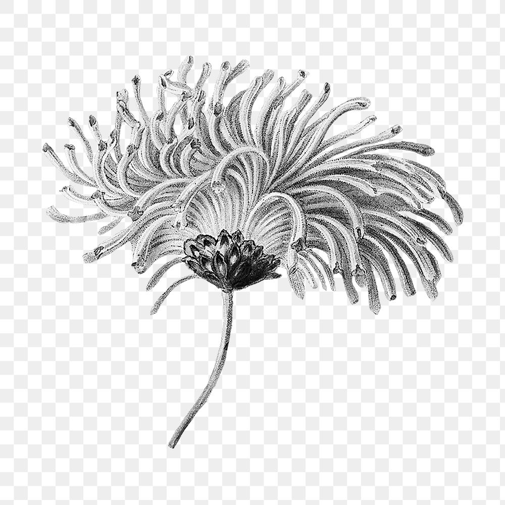 Blooming chrysanthemum flower png element, transparent background