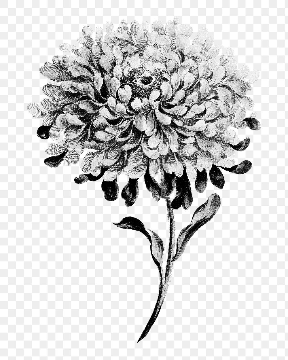 China aster flower png element, transparent background