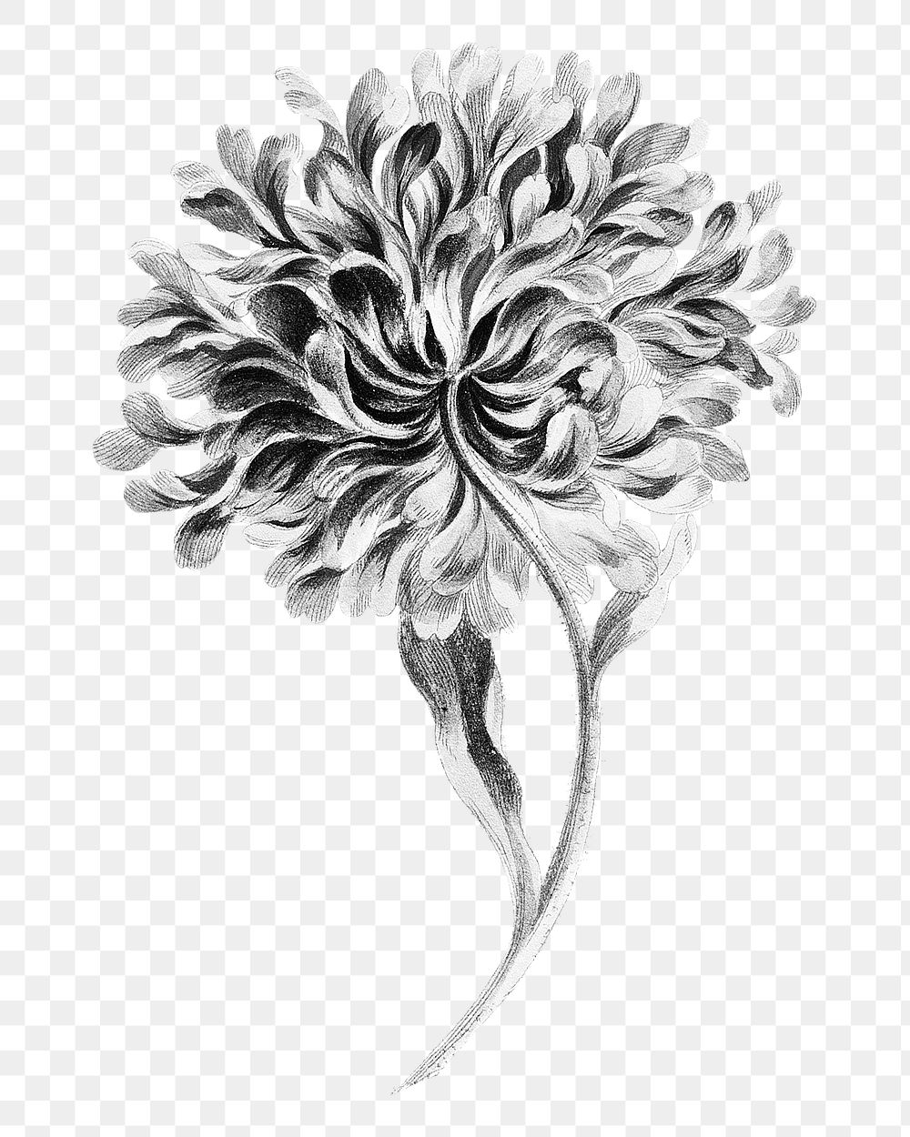 China aster flower png element, transparent background