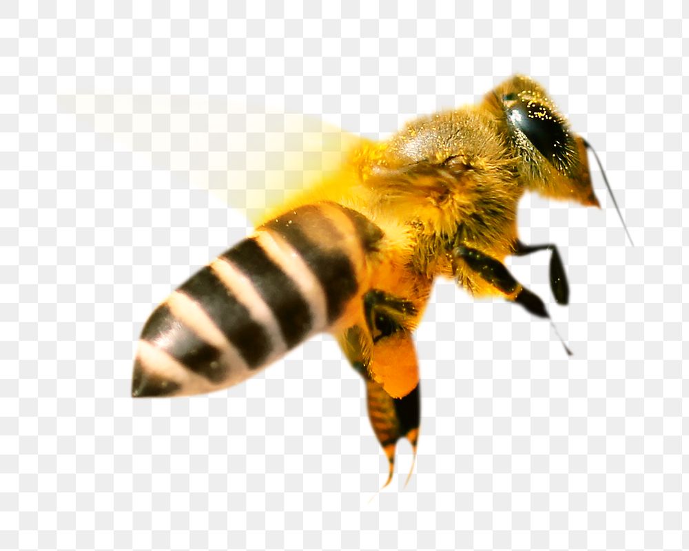 Bee flying png, design element, transparent background