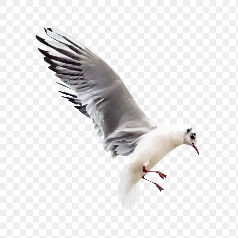 PNG Flying seagull, collage element, transparent background
