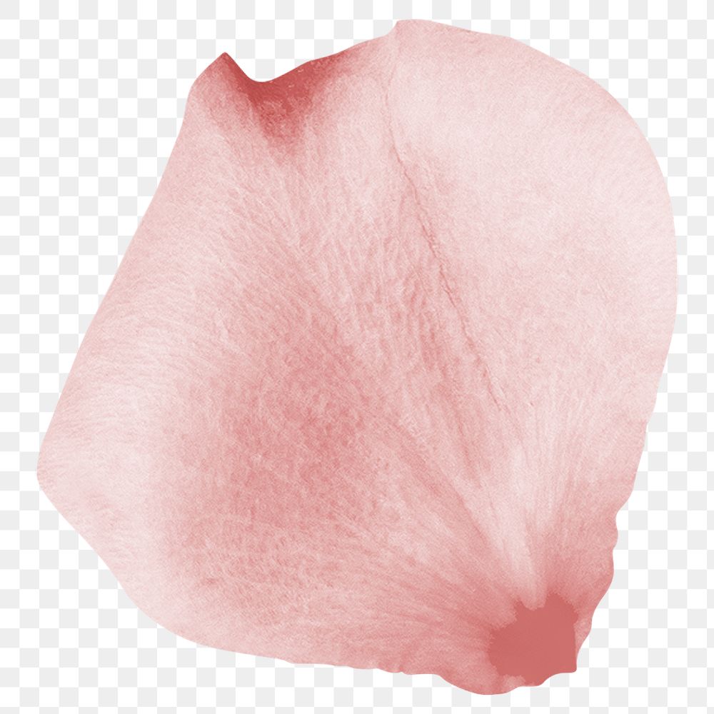 Pink flower petal png element, | Premium PNG - rawpixel