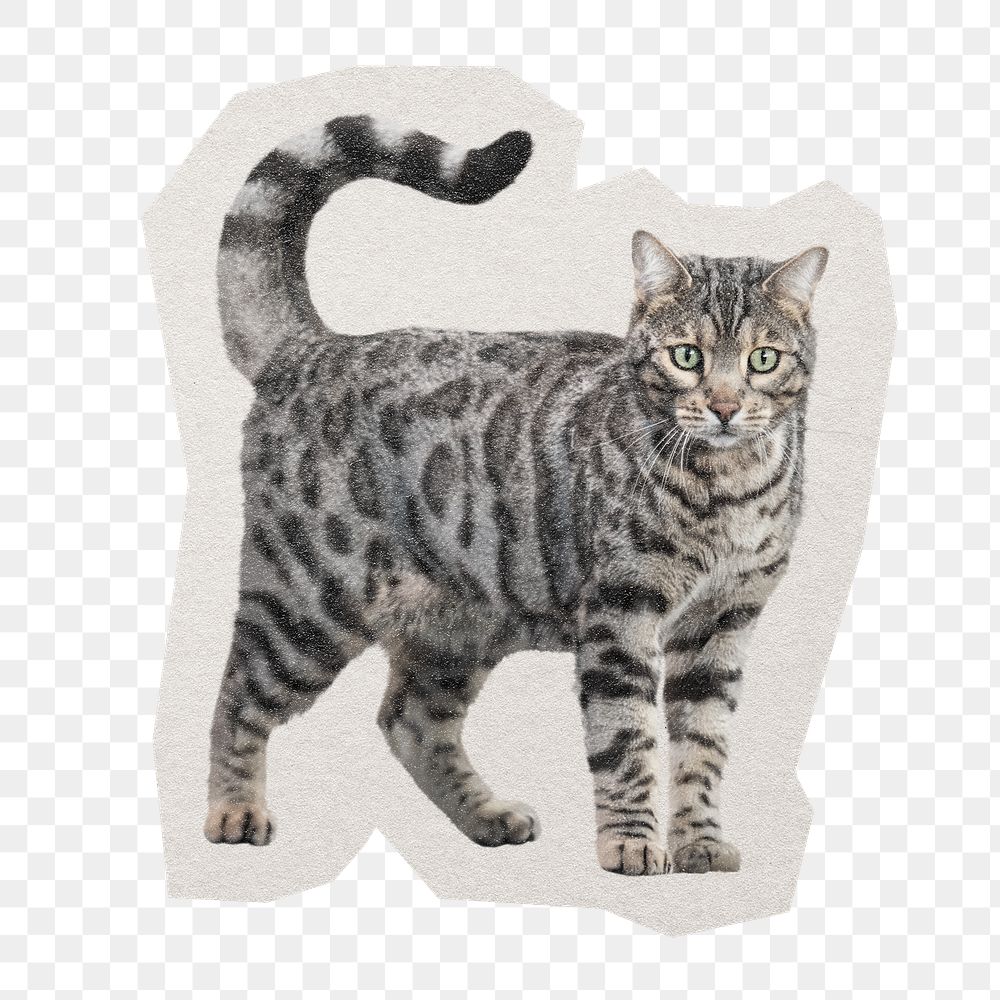 PNG cat sticker with white border, transparent background
