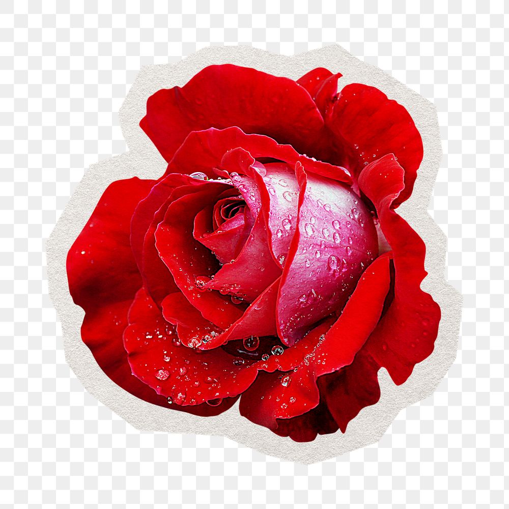 PNG red rose sticker with white border, transparent background