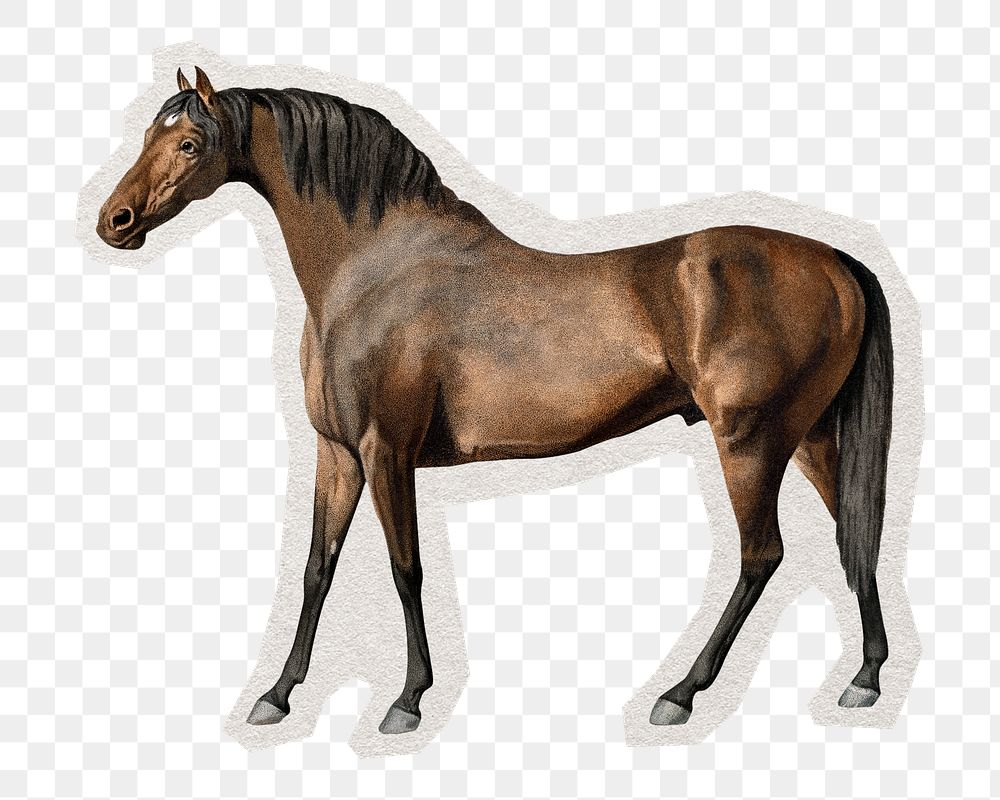 PNG horse sticker with white border, transparent background 