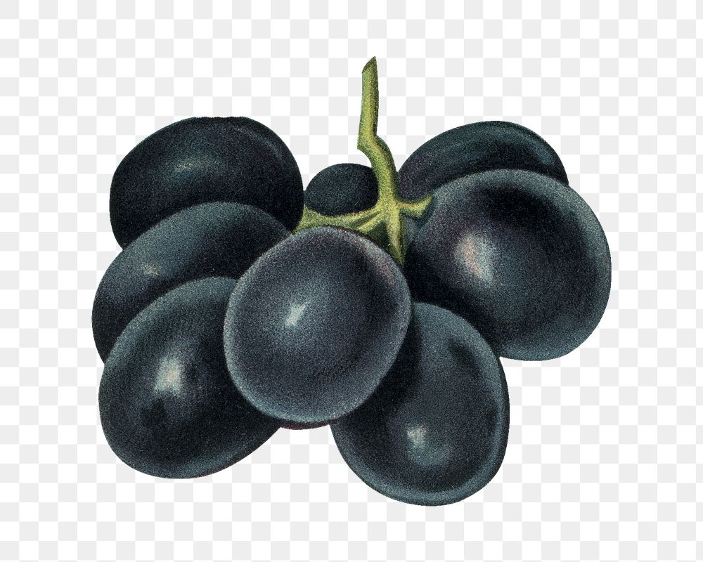 Vintage grape png fruit illustration on transparent background