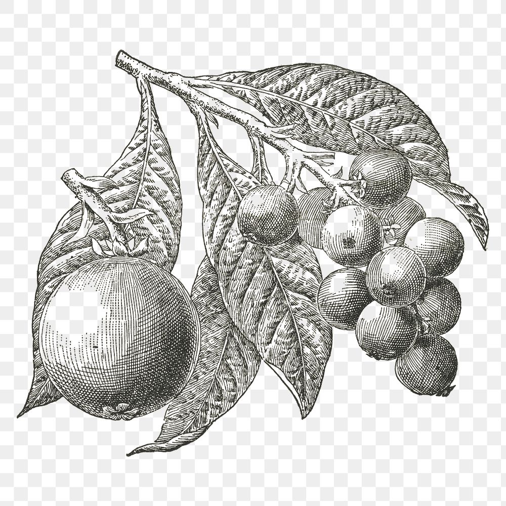 Loquat png vintage fruit illustration, transparent background