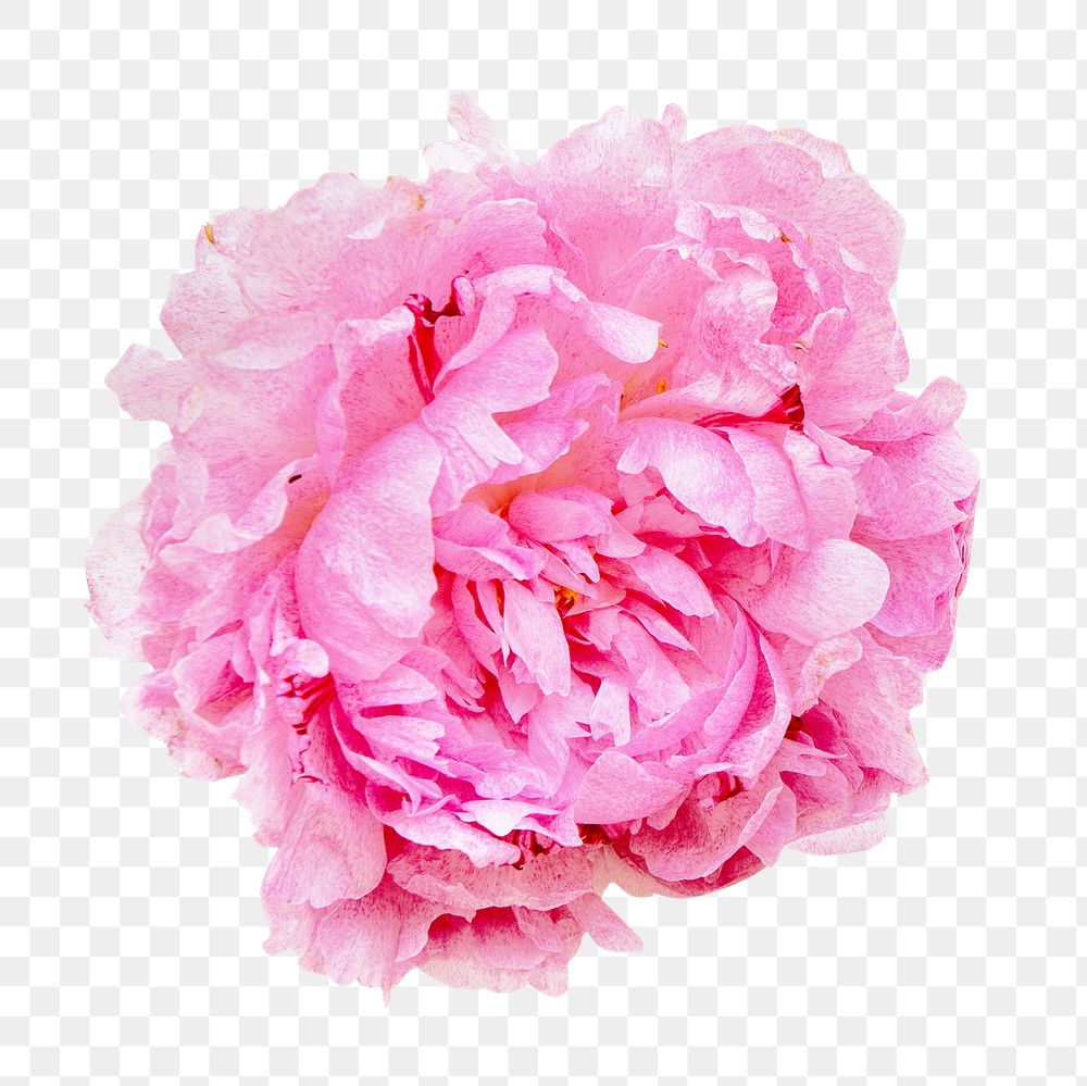 Romantic pink png flower, transparent background