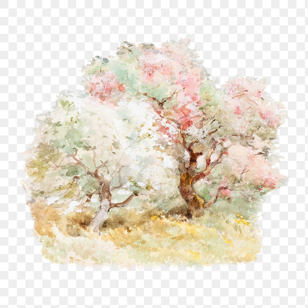 Blooming spring trees png watercolor illustration element, transparent background. Remixed from Joseph Rubens Powell…