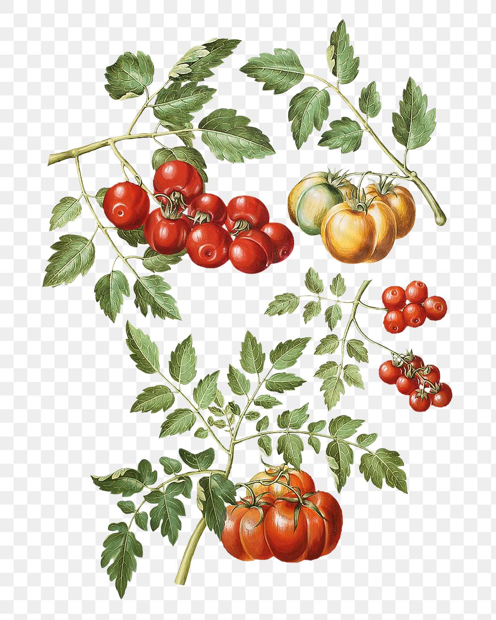 Tomato branches png watercolor illustration element, transparent background. Remixed from Maria Sibylla Merian artwork, by…
