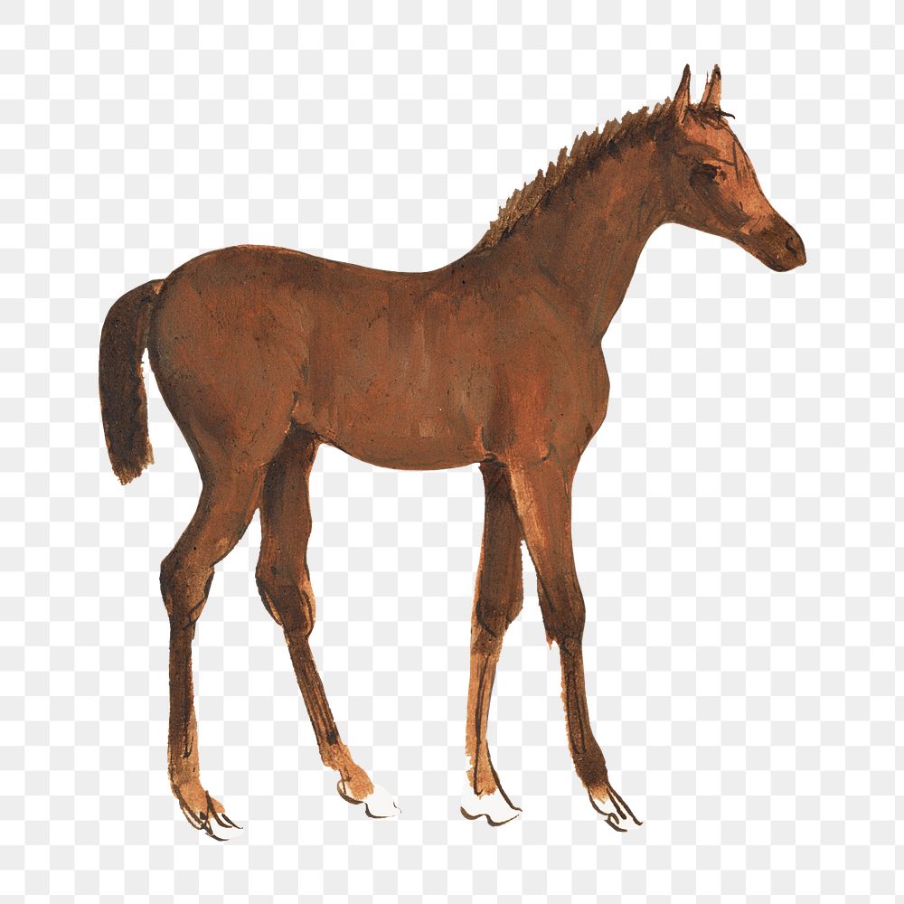 Horse foal png watercolor illustration element, transparent background. Remixed from Sawrey Gilpin artwork, by rawpixel.