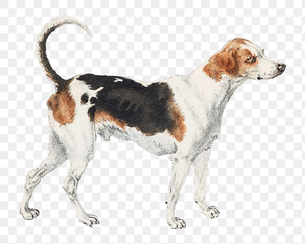 Harrier dog png watercolor illustration element, transparent background. Remixed from William Webb artwork, by rawpixel.