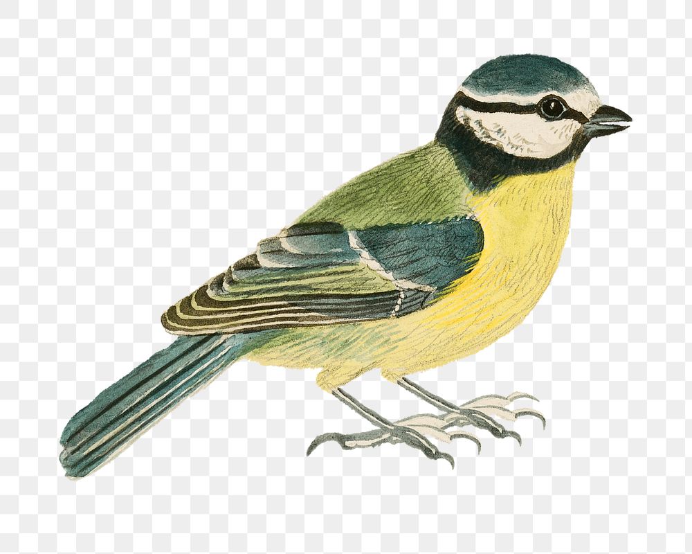 Blue tit bird png watercolor illustration element, transparent background. Remixed from James Sowerby artwork, by rawpixel.