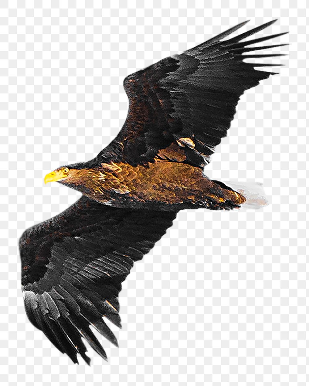 PNG eagle, collage element, transparent background