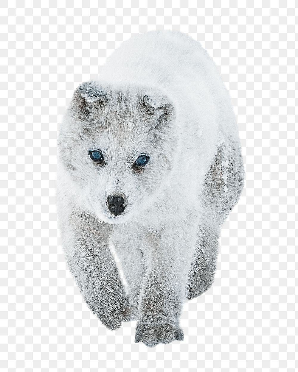 Fluffy dog png, design element, transparent background