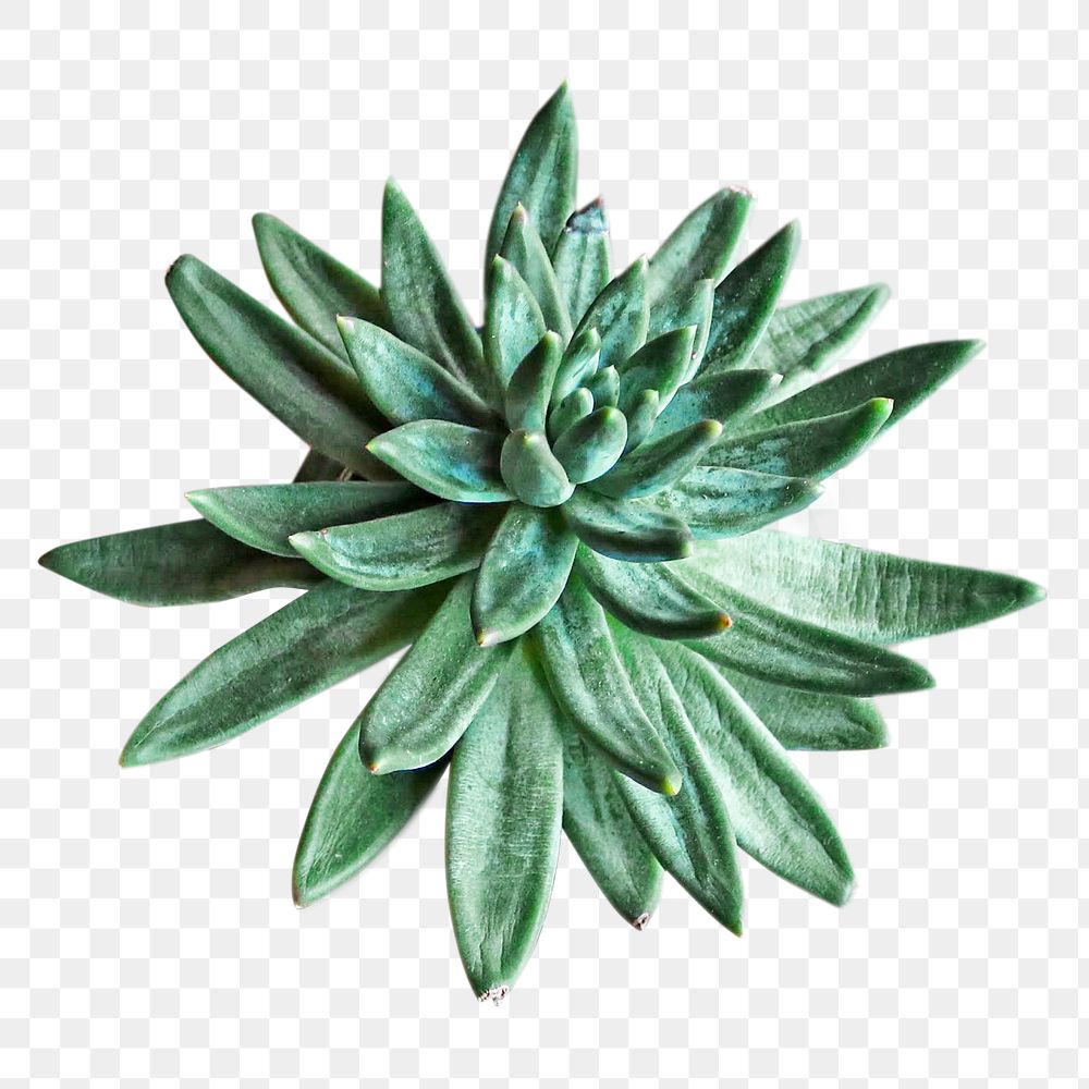 PNG succulent plant, collage element, transparent background