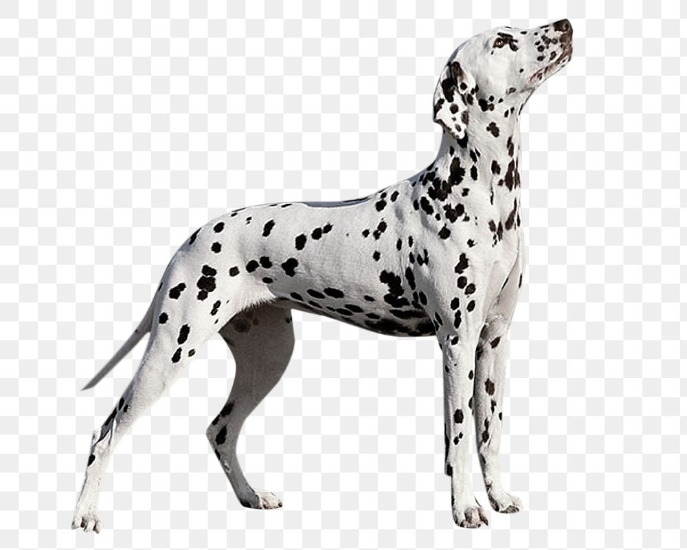 PNG dalmatian dog, collage element, transparent background