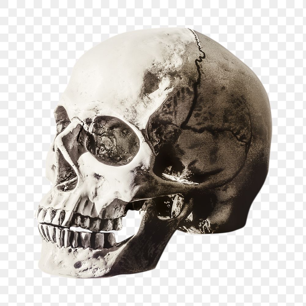 Png human skull, isolated collage element, transparent background