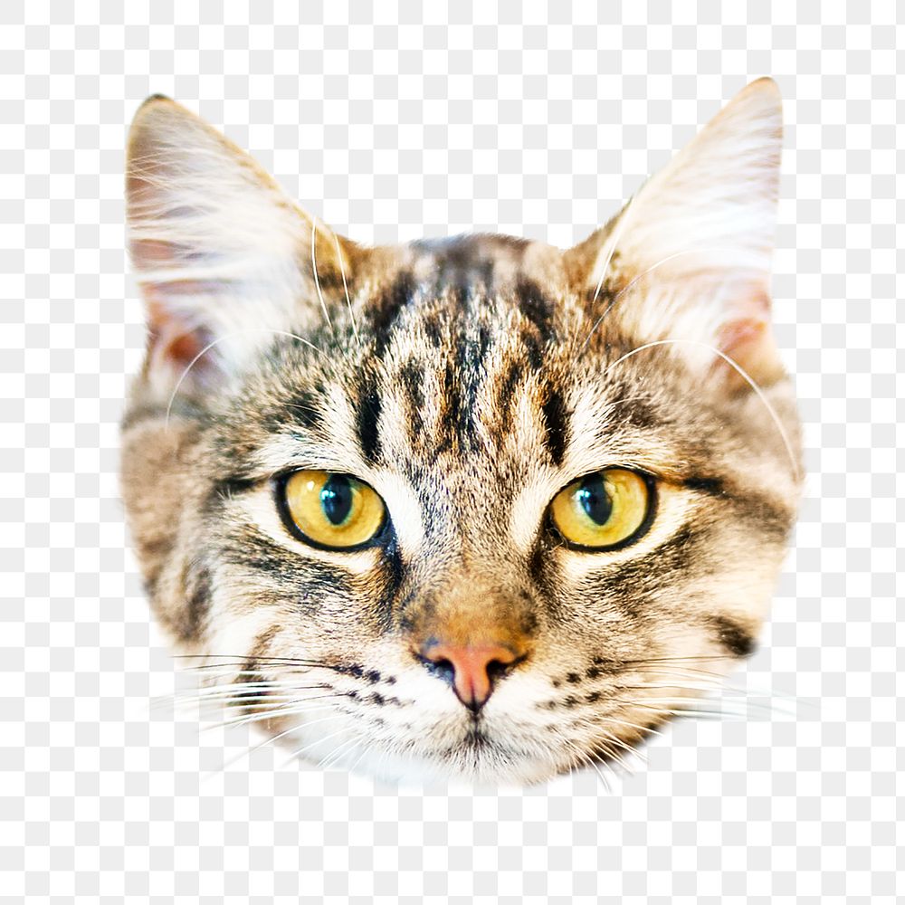 Tabby kitten png, isolated design, transparent background