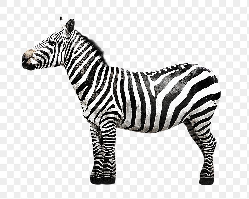 African zebra png, design element, transparent background