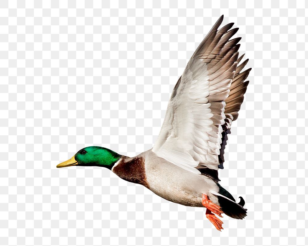 Mallard duck png, transparent background
