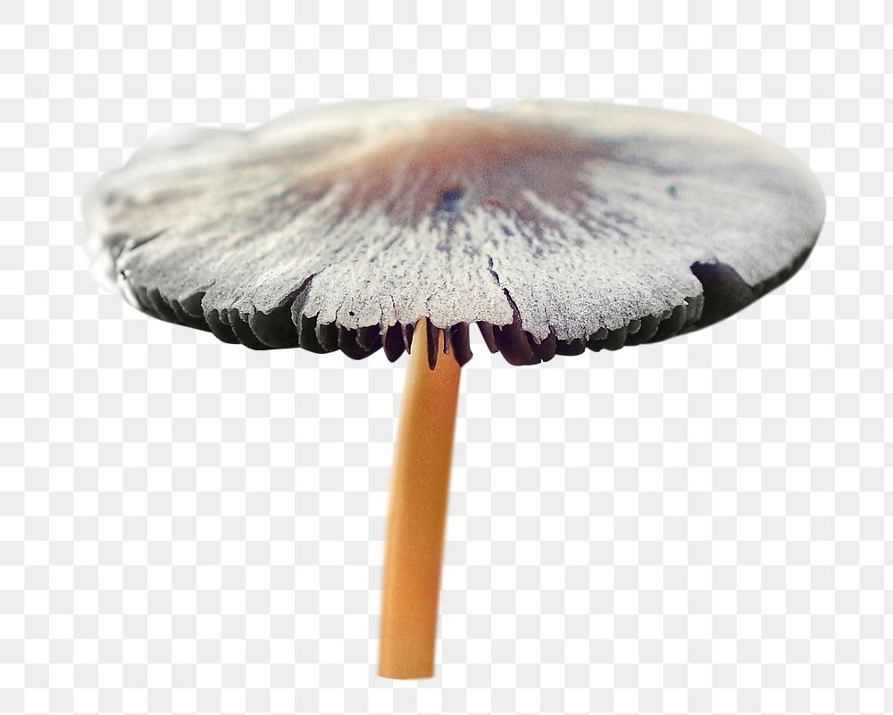 Mushroom png collage element on transparent background