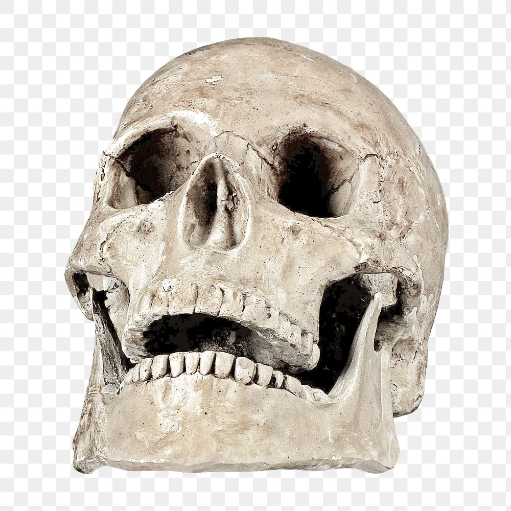 Png human skull, isolated object, transparent background