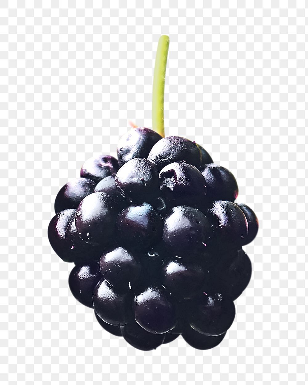 Png single blackberry element, transparent background