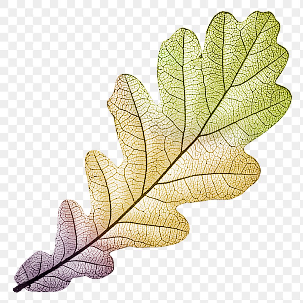 PNG vintage Autumn leaf, transparent background