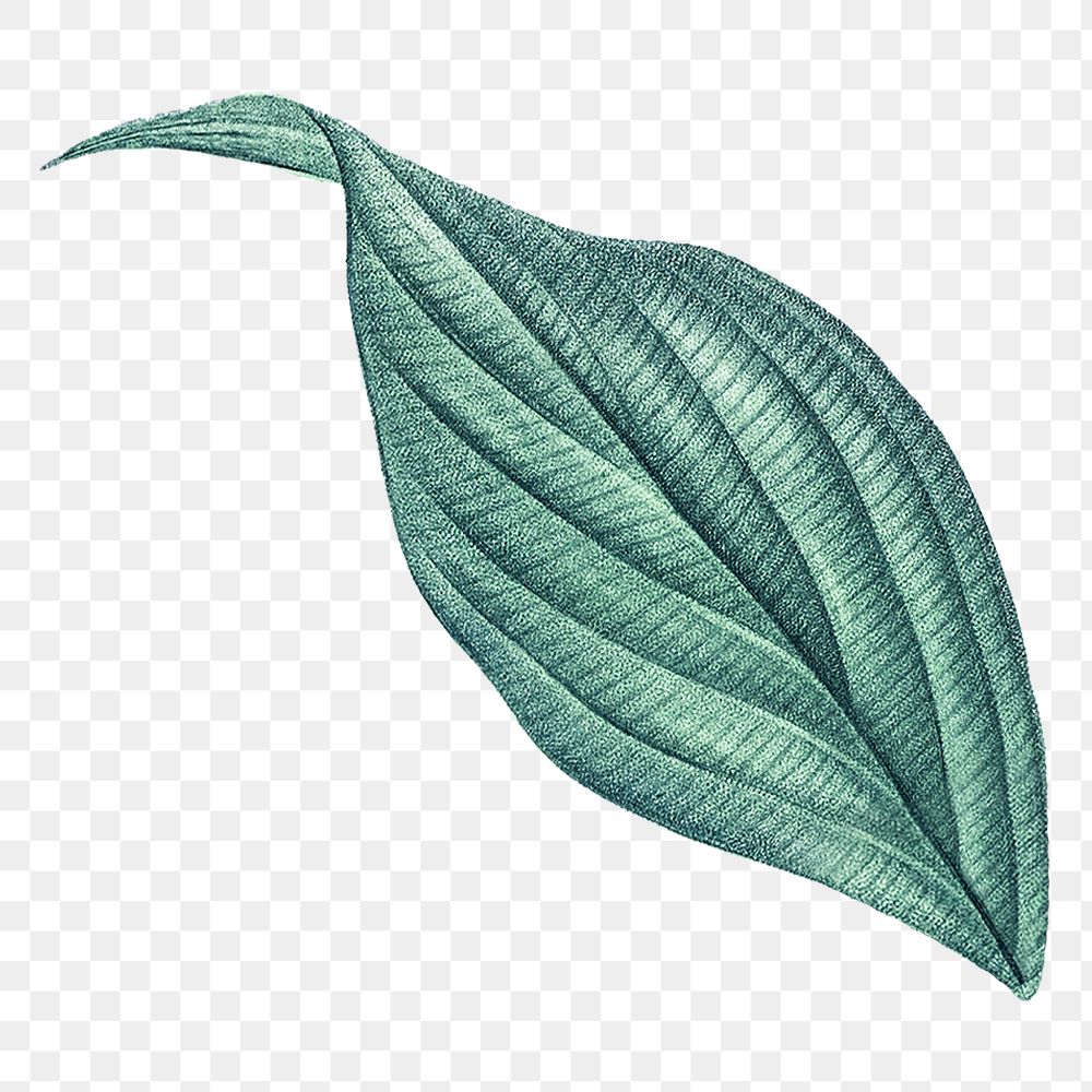 Vintage leaf png green, transparent background
