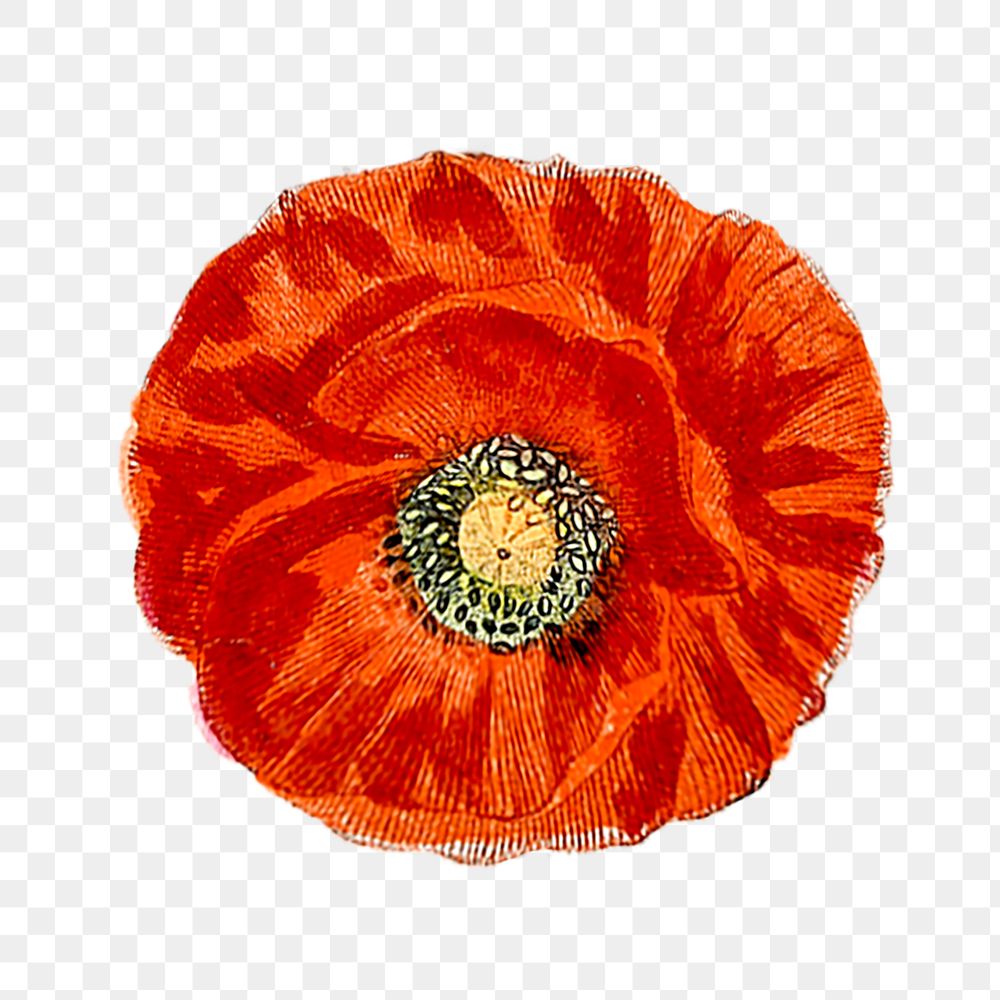 PNG hand drawn red poppy, collage element, transparent background