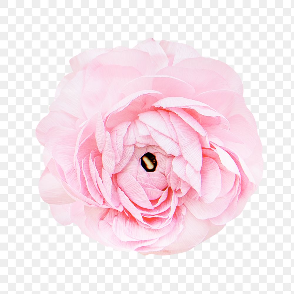 Pastel pink png flower, transparent background