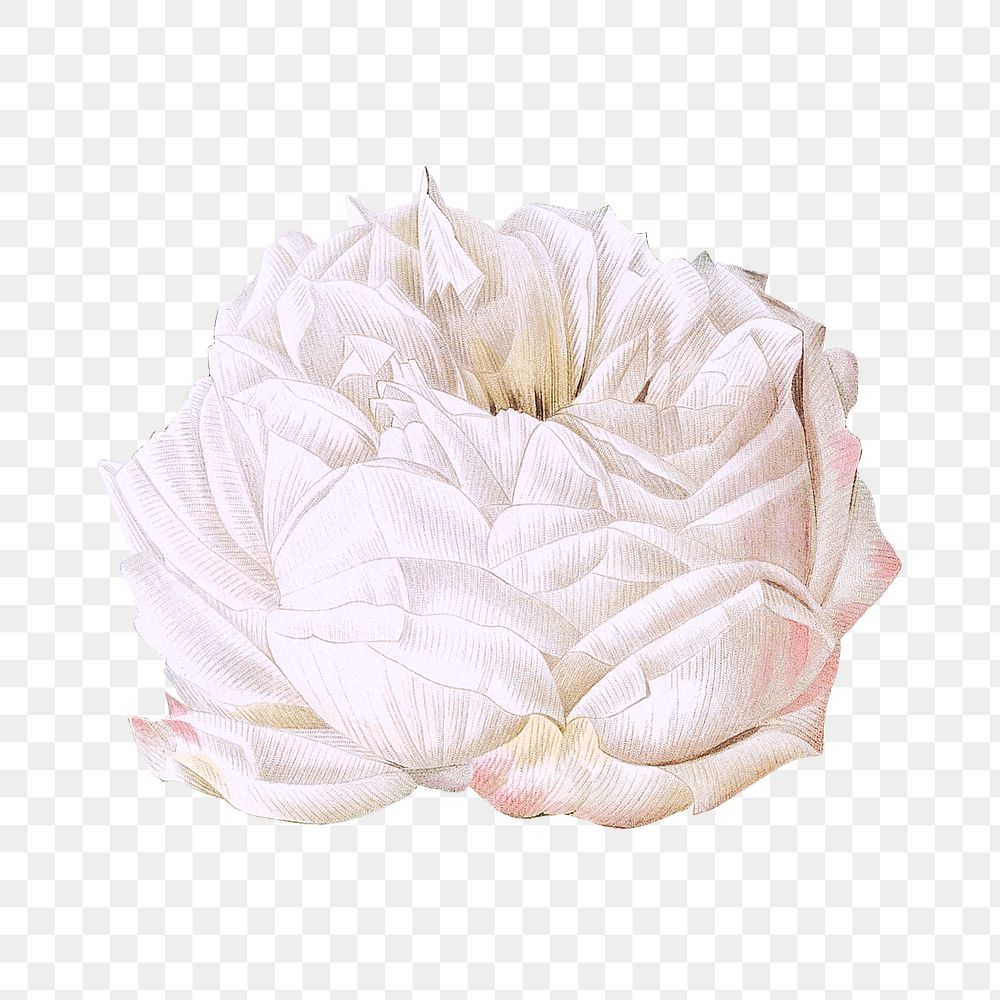 PNG vintage white cabbage rose, collage element, transparent background
