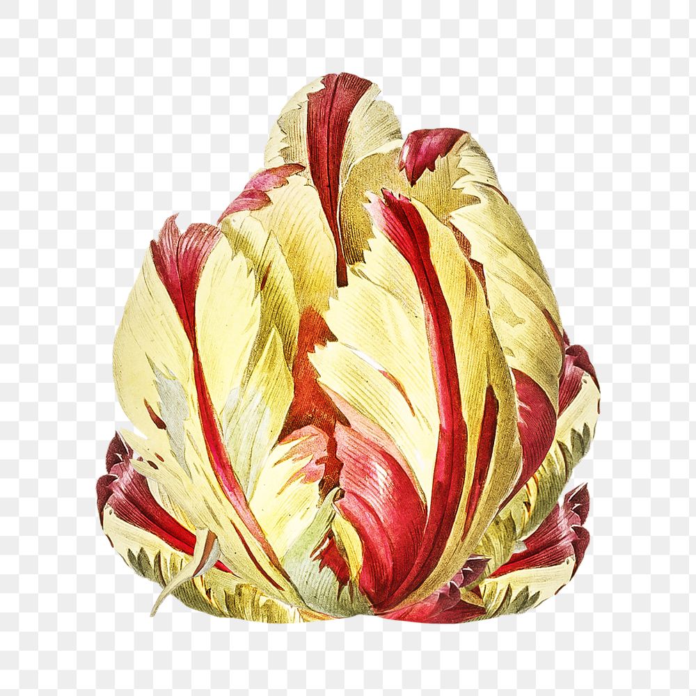 PNG Didier's tulip, collage element, transparent background